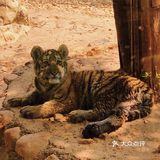 长沙周边亲子游🟠藏于静谧茶乡的老虎园子🐯