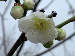 -无锡梅园公园