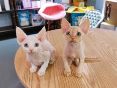 -十年猫舍·猫咪专门店(普陀店)