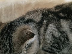 -宠福鑫康馨动物医院·骨科·眼科
