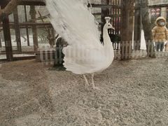 -南宫五洲植物乐园