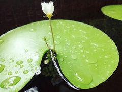 -王家渡火锅(三苏祠店)