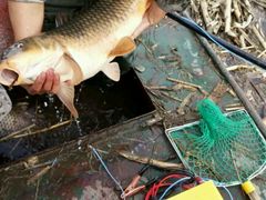 -庆岭迎宾园正宗活鱼馆