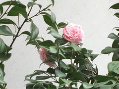 iphone_upload_pic-苏州吴宫泛太平洋酒店