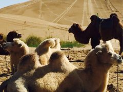 -亿利库布其七星湖沙漠生态旅游区