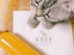 芒果汁-执茶识麦(万达华府店)