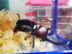 -万商花鸟市场