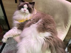 -滚猫咖啡·猫咖·猫友好撸猫(未来城店)