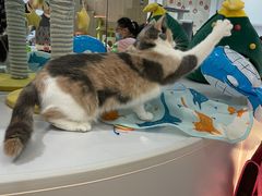 -COLOR PETS 撸猫馆·购猫·猫咖(长风大悦城店)