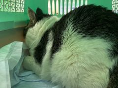 -瑞派动物医院·猫专科·至诚(江南中分院)