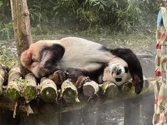 -ZOO COFFEE动物园咖啡(红山森林动物园店)
