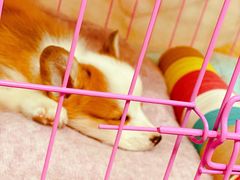 -芭比堂动物医院·犬猫全科·异宠专科(雁塔分院)