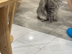 -楼上猫咖(罗湖店)