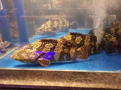 -上和臻品中国菜(花园街店)