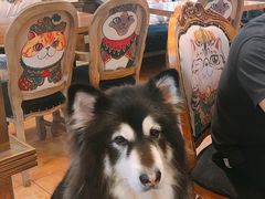 -more than meow吴止猫主题餐厅(承德 中船汇店)