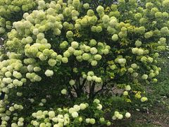 -墨尔本皇家植物园