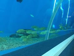 iphone_upload_pic-北戴河圣蓝海洋公园