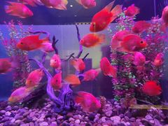 -九洲喜来登酒店湖月日餐厅