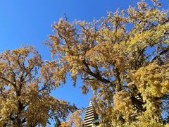 -北京石刻艺术博物馆(五塔寺)