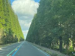 -黄海国家森林公园