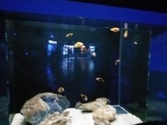 -大连圣亚海洋世界