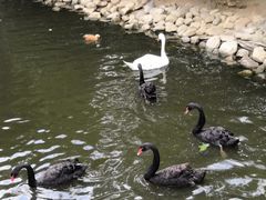 -长白岛森林公园