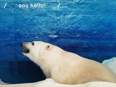 -海合安天津极地海洋公园