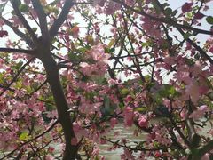 -高东镇樱花园