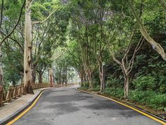 -银湖山郊野公园-相思林