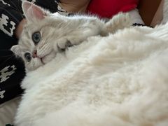 -momokira米努特·德文卷毛猫·棉花面纱犬