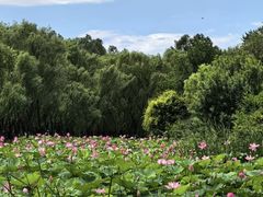 -东郊湿地公园