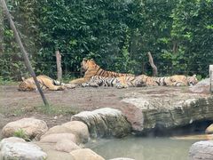 -上海野生动物园老虎餐厅