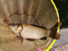 -酷鱼垂钓CLUB(朝阳区博大路店 )