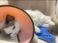 -瑞派蒂凯宠物医院·免疫点·宠保定点