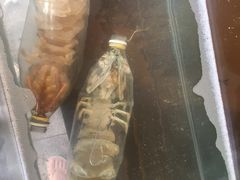 -茉莉.Red Crab