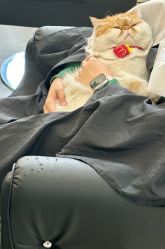 -蚂蚁造型俱乐部