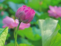 -莲池书院博物馆