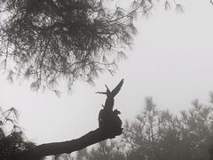 -缙云山景区