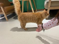 -藏猫猫咖啡主题馆(中央大道店)