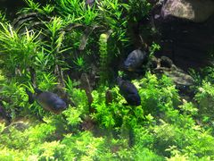 -迪拜水族馆及水下动物园