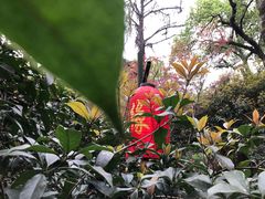 -杭州黄龙洞