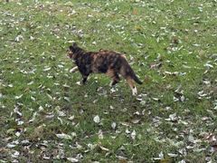 -河坊美食街(河坊街店)