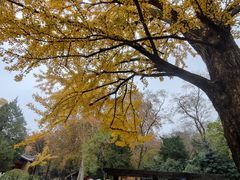 -灵谷景区