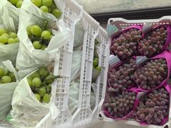 -马陆小张葡萄园农家乐