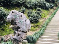 -十八棵（老龙井）御茶园(老龙井店)