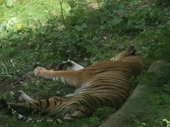 -哈尔滨北方森林动物园