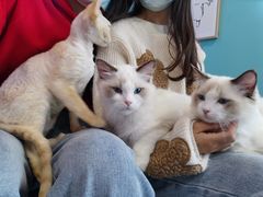 -十年猫舍·猫咪专门店(普陀店)