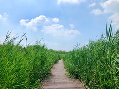 -西青郊野公园