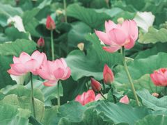 -荷塘月色湿地公园·向阳花洲