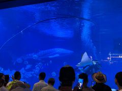 -烟台海昌鲸鲨海洋公园